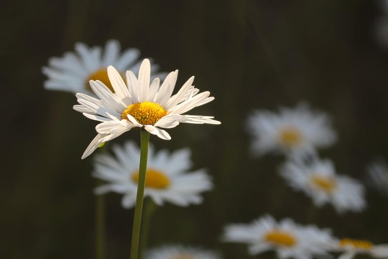 Enchanted Meadows